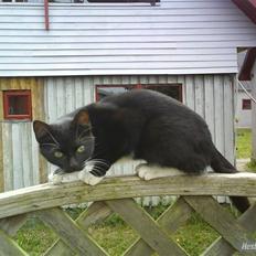 Huskat VRCL's Gucci Gerda