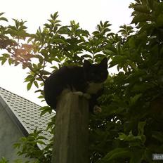 Huskat VRCL's Gucci Gerda