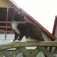 Huskat VRCL's Gucci Gerda