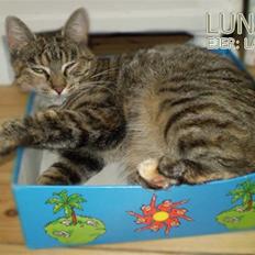 Huskat Luna