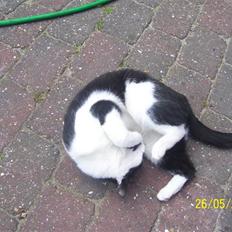 Huskat Ozcar - R.I.P