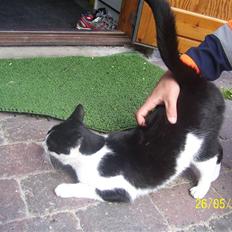 Huskat Ozcar - R.I.P