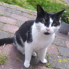 Huskat Ozcar - R.I.P