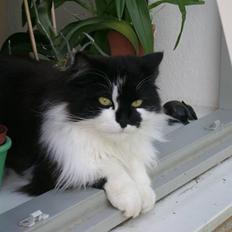 Blanding af racer Hamilton