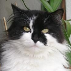 Blanding af racer Hamilton