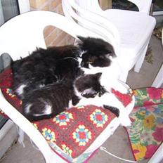 Blanding af racer Hamilton