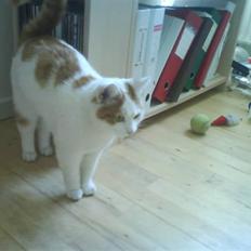 Blanding af racer Cibastian