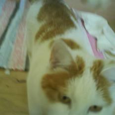 Blanding af racer Cibastian