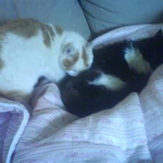 Blanding af racer Cibastian