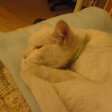 Blanding af racer Amanda <3