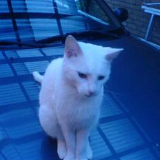 Blanding af racer Amanda <3