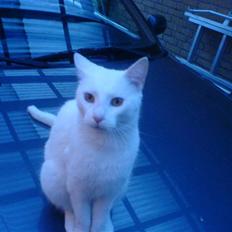 Blanding af racer Amanda <3