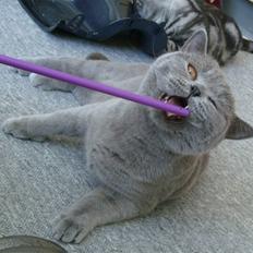 British Shorthair Wiki's Alfred