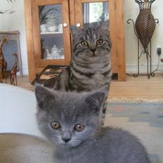 British Shorthair Wiki's Alfred