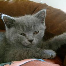 British Shorthair Wiki's Alfred
