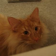 Norsk Skovkat Viktor