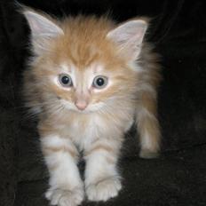 Norsk Skovkat Viktor