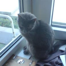 Huskat Lille My Solgt