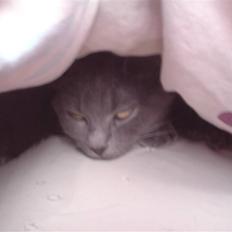 Huskat Lille My Solgt