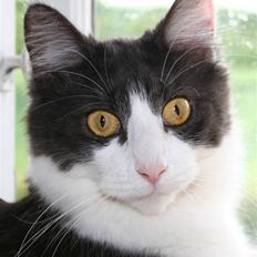 Blanding af racer Vida