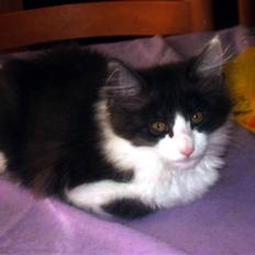 Blanding af racer Vida