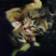 Huskat floffy<33333(solgt)