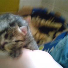 Huskat floffy<33333(solgt)