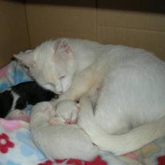 Huskat Frede, Sofus & Tulle