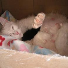 Huskat Frede, Sofus & Tulle