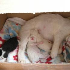 Huskat Frede, Sofus & Tulle