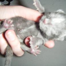 Blanding af racer Fie