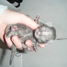 Blanding af racer Fie