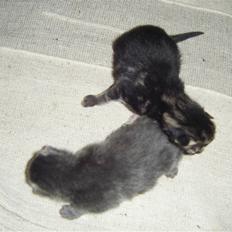 Blanding af racer Fie