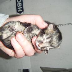 Blanding af racer Fister