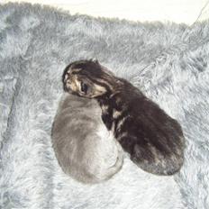 Blanding af racer Fister