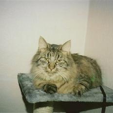 Norsk Skovkat Eigil   *Forsvundet*