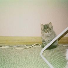 Norsk Skovkat Eigil   *Forsvundet*