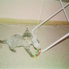 Norsk Skovkat Eigil   *Forsvundet*