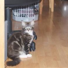 Maine Coon  skovlycoon amadeus