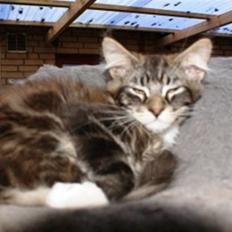 Maine Coon  skovlycoon amadeus