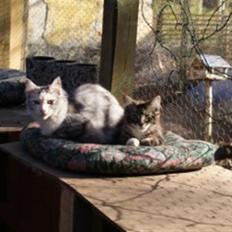 Maine Coon  skovlycoon amadeus