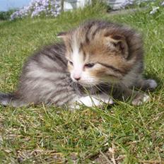 Huskat Olympia
