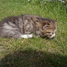 Huskat Olympia