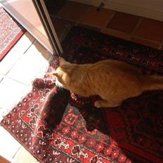 Blanding af racer simpley red