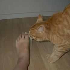 Blanding af racer simpley red