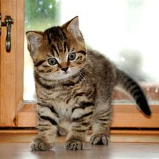 British Shorthair DK Egsgård's Alpha