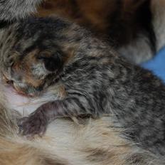 British Shorthair DK Egsgård's Alpha