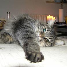 Norsk Skovkat Björk