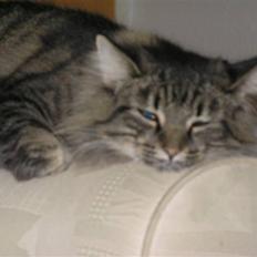 Norsk Skovkat Björk