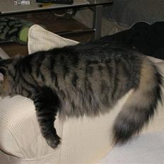 Norsk Skovkat Björk